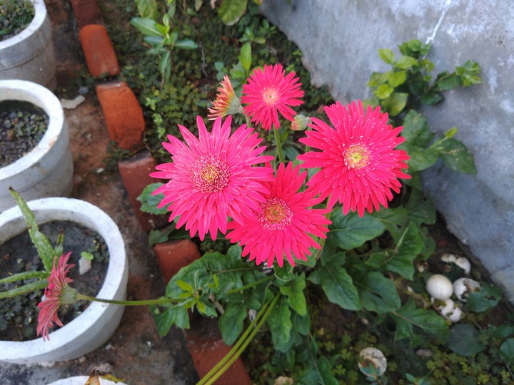 flowers