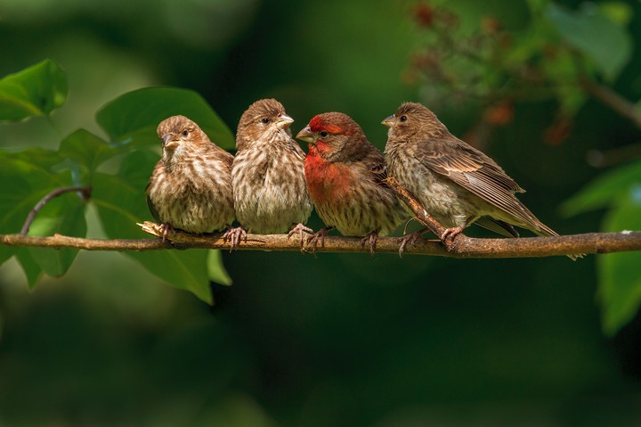 birds