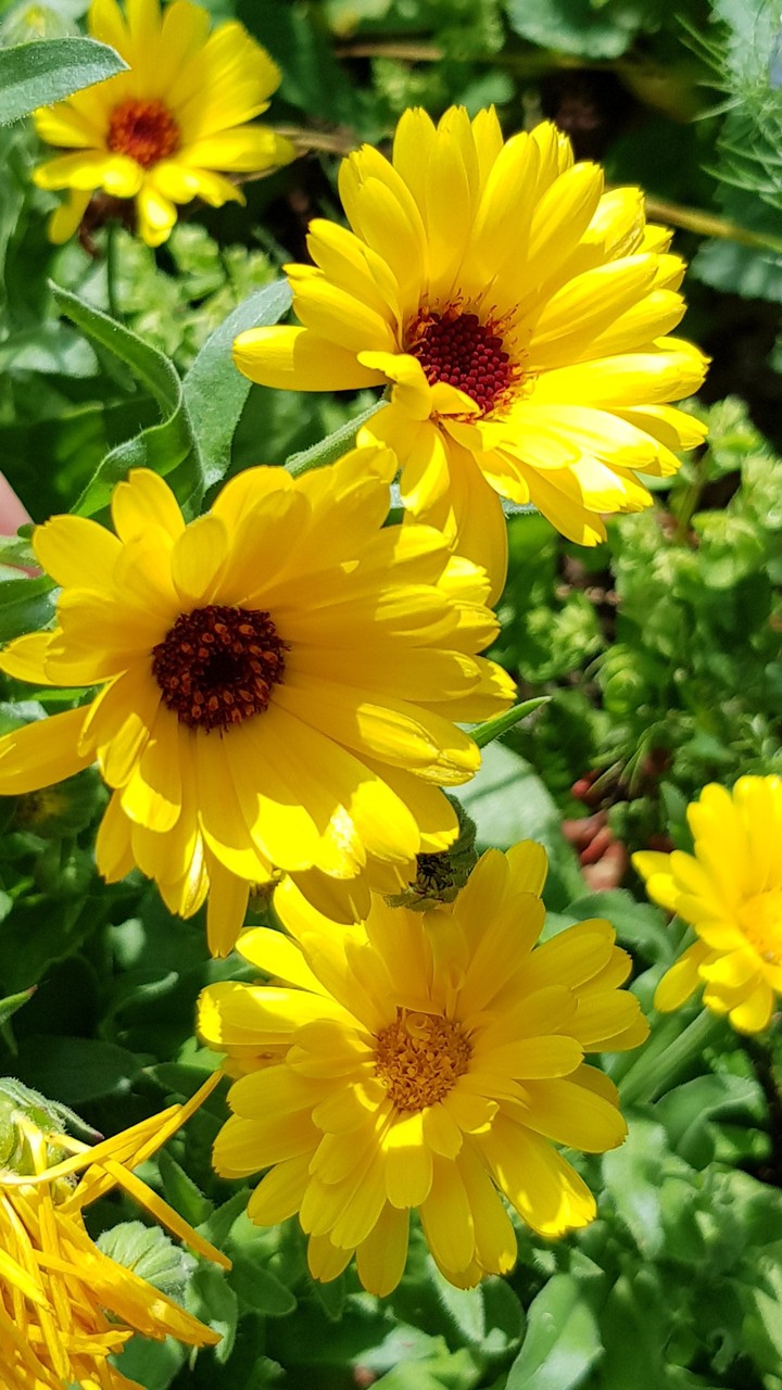 yellow flower
