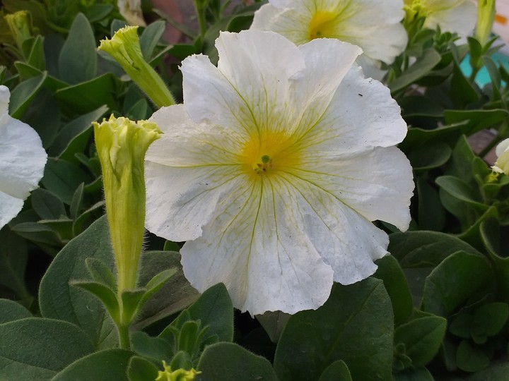 petunia