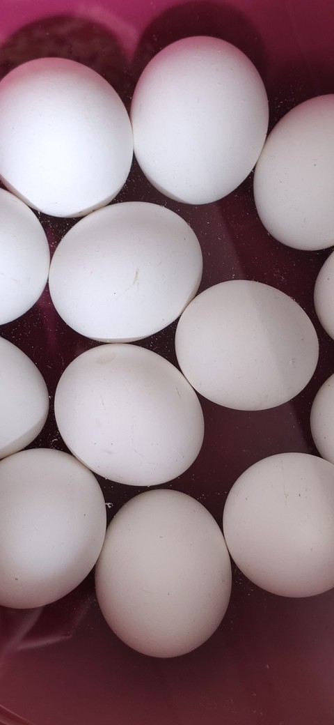 eggs