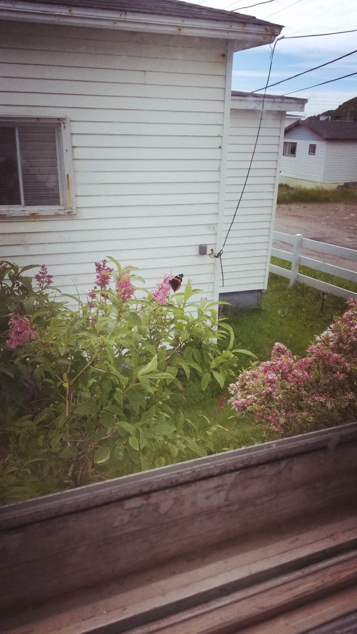 Butterfly