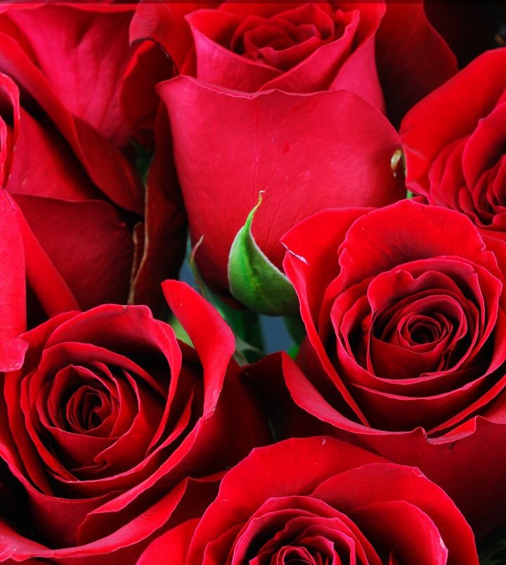 simples lindas rosas