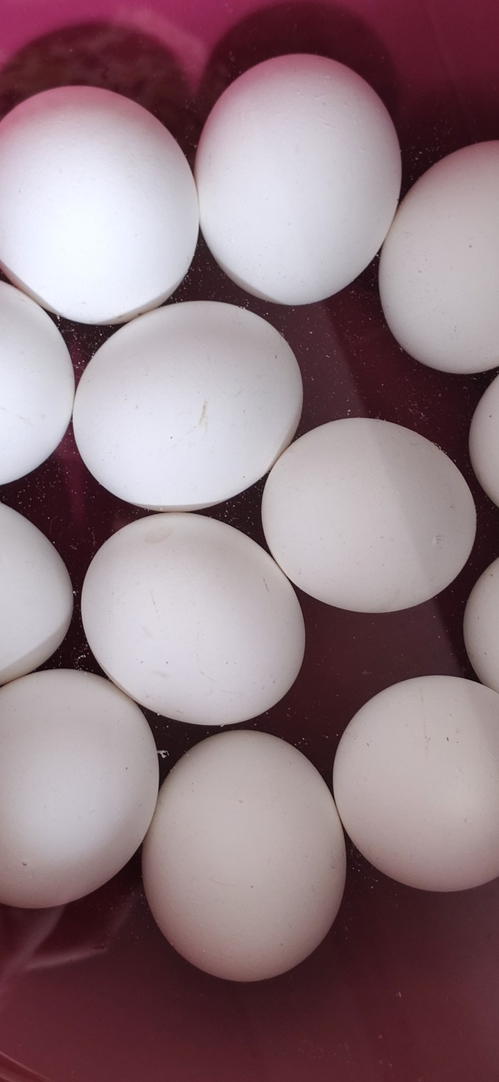 eggs