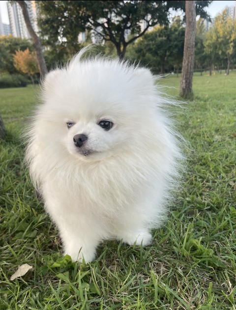 포메라니안, 강아지 배경화면