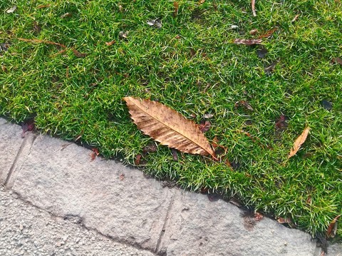 Lonely leaf