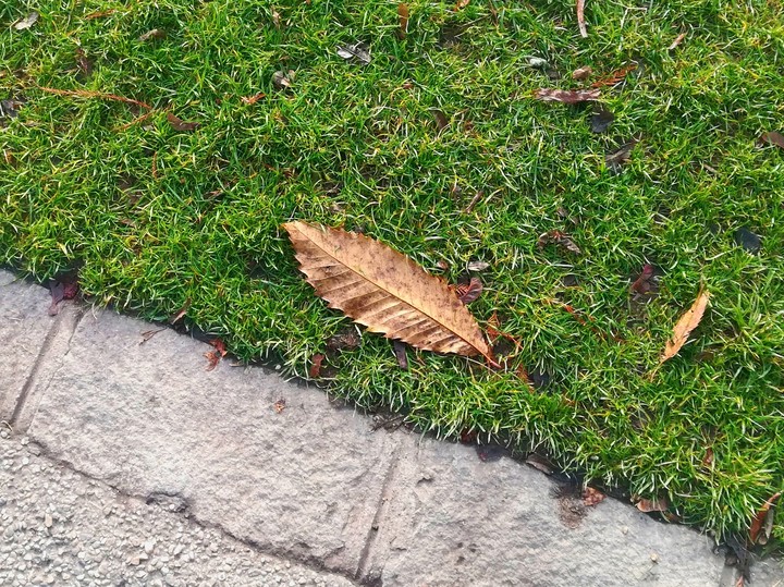 Lonely leaf