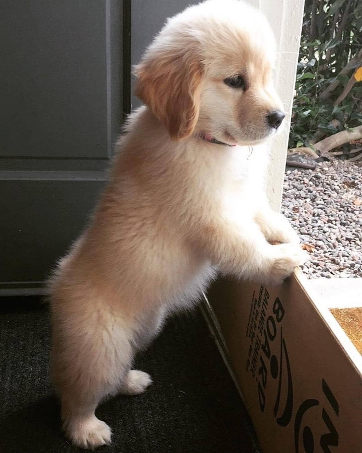 puppy