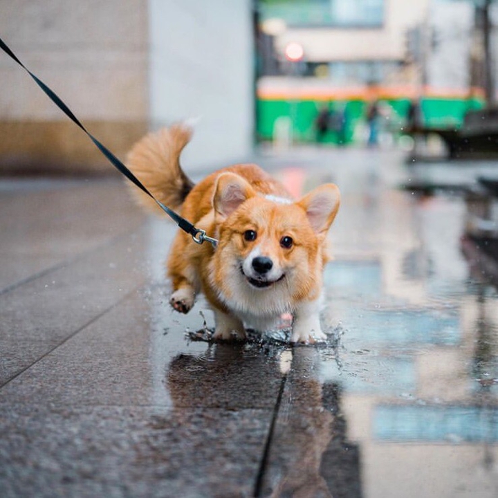 Pretty dog