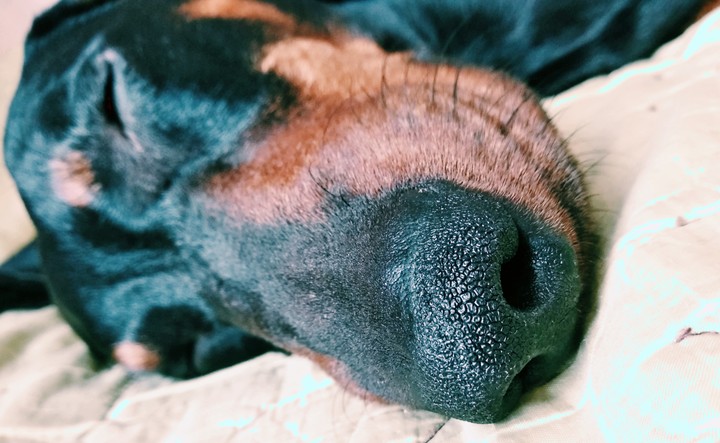 doggie nose