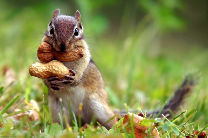 WildLife