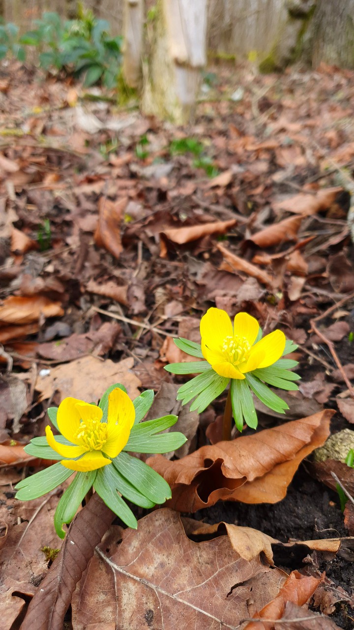 Frühling