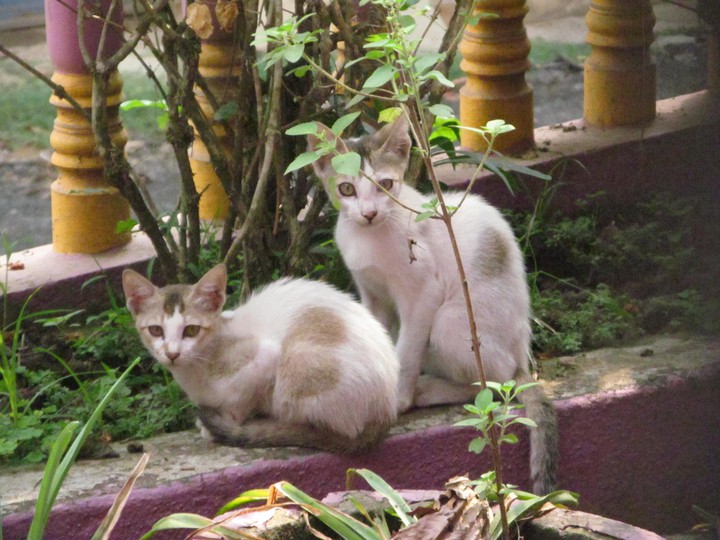 playing cats