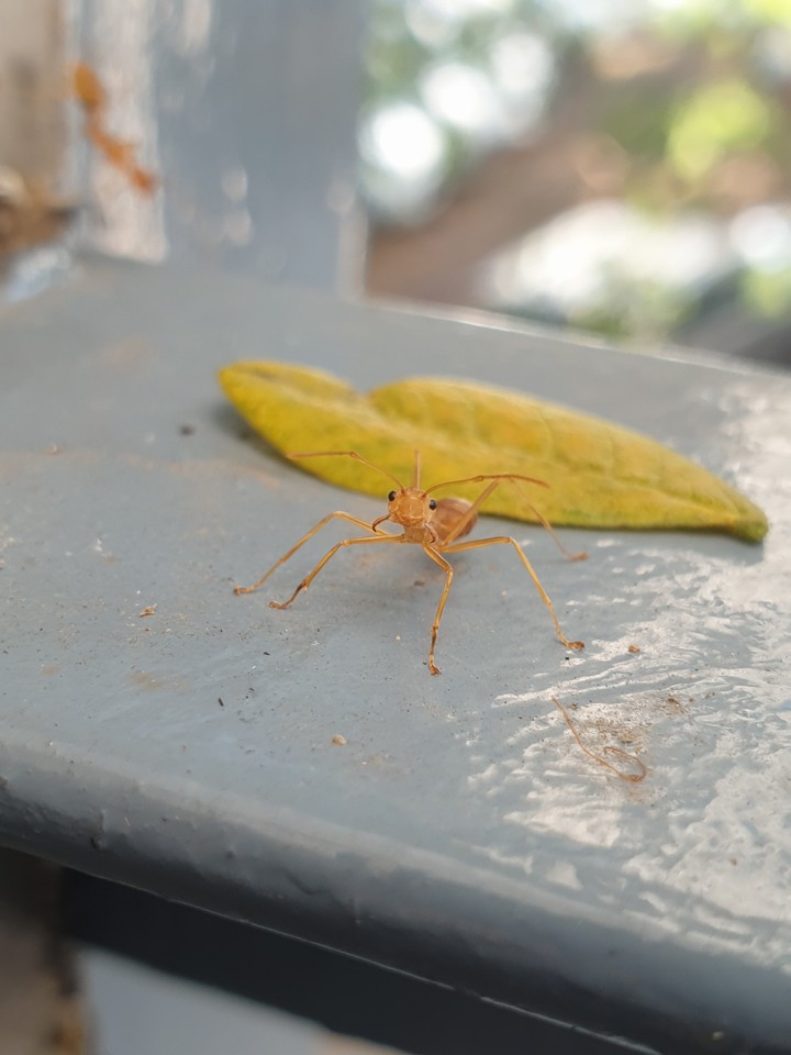 Curious ant...