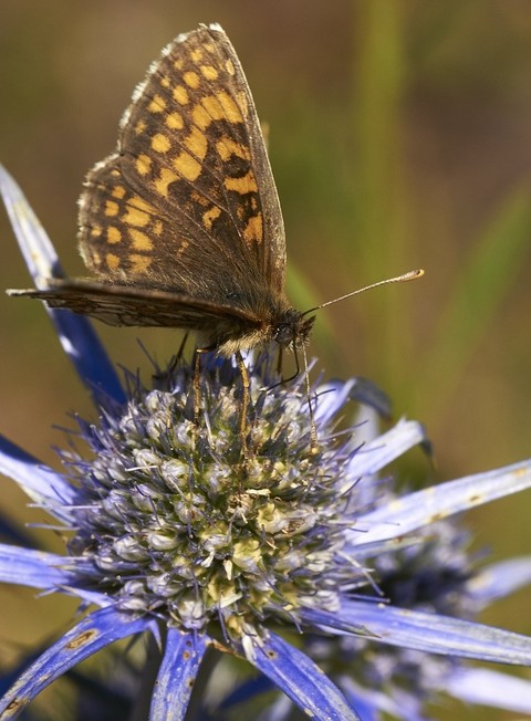 butterfly, 蝴蝶桌布