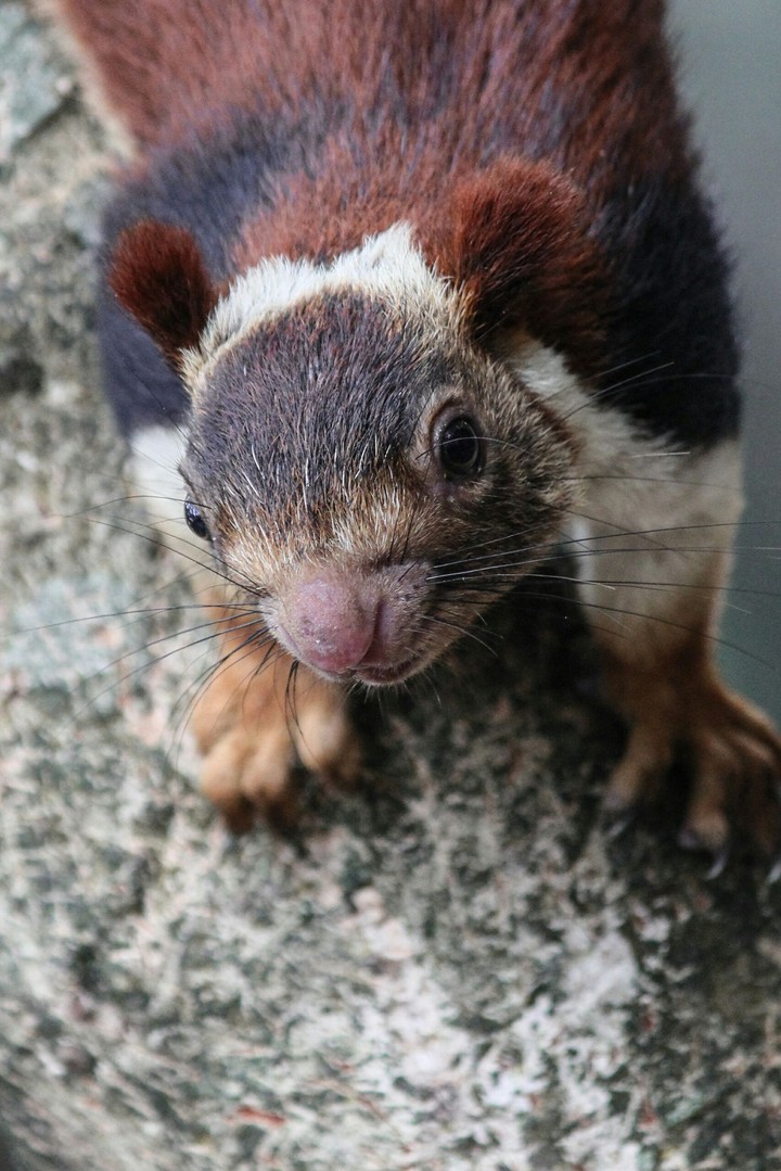 indian giant squirrel