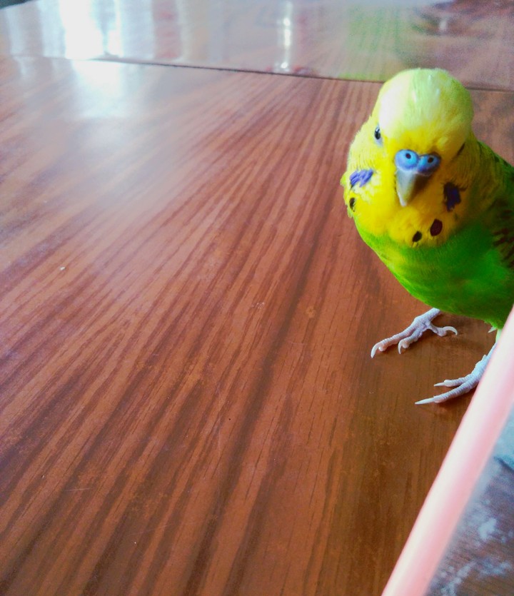 shy bird