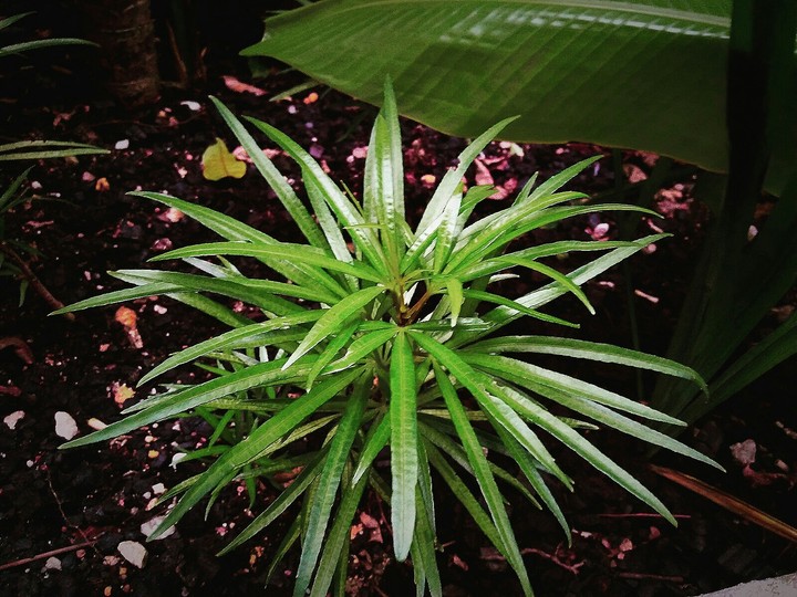 leaf