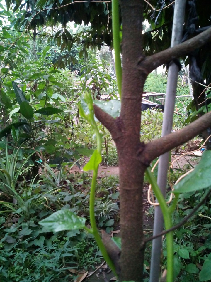 Vine