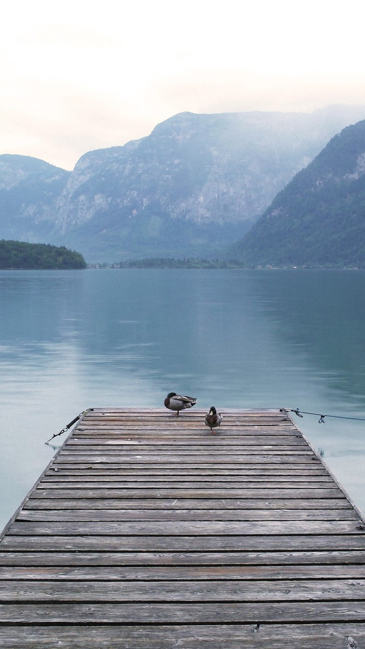 birds