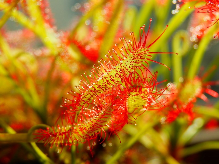 Drosera Capensis