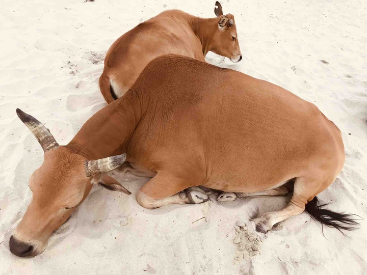 cow cow