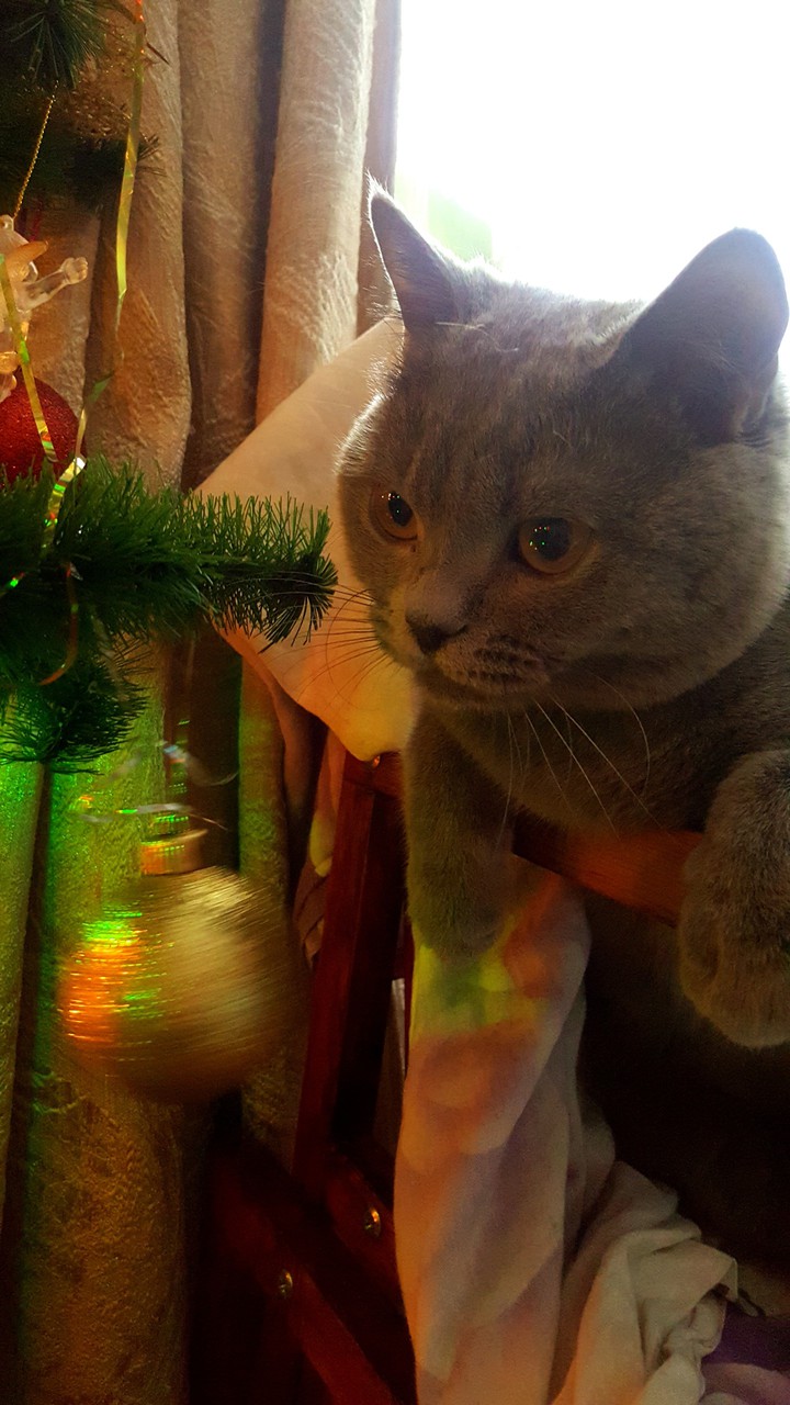 cat