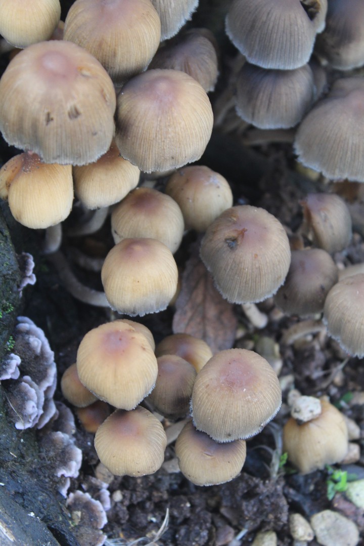 mushrooms