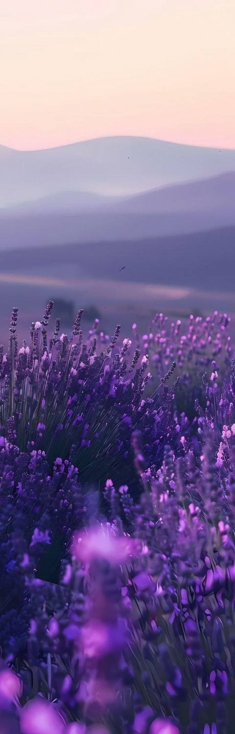 wildflower, catnips wallpapers