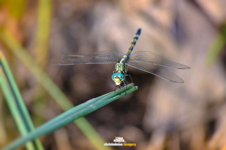 Dragon fly