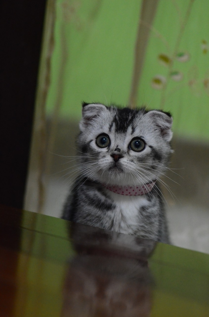 Petit chat, Small cat