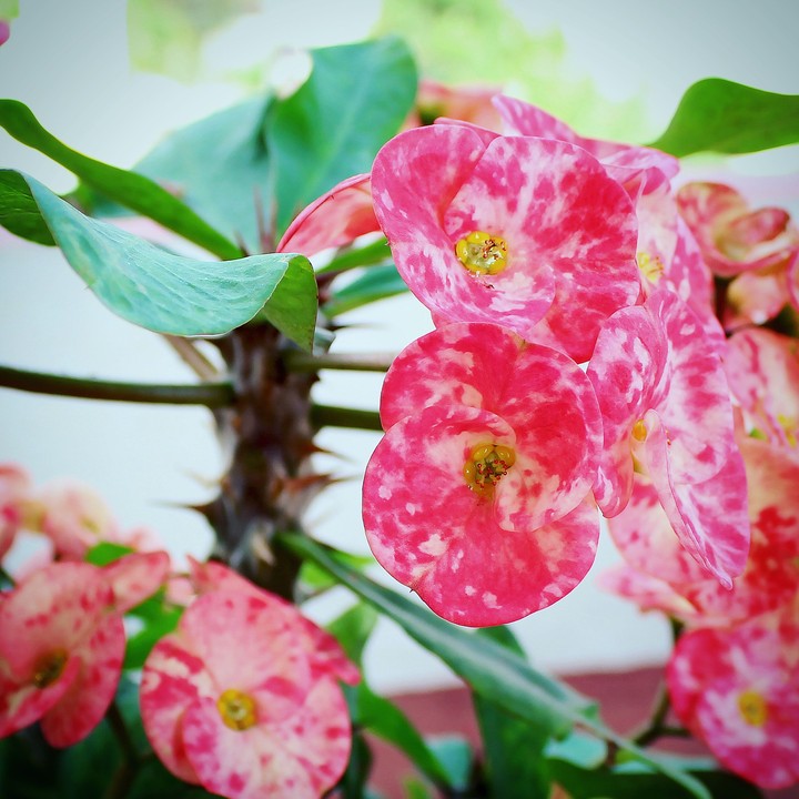 Blood Bloom...