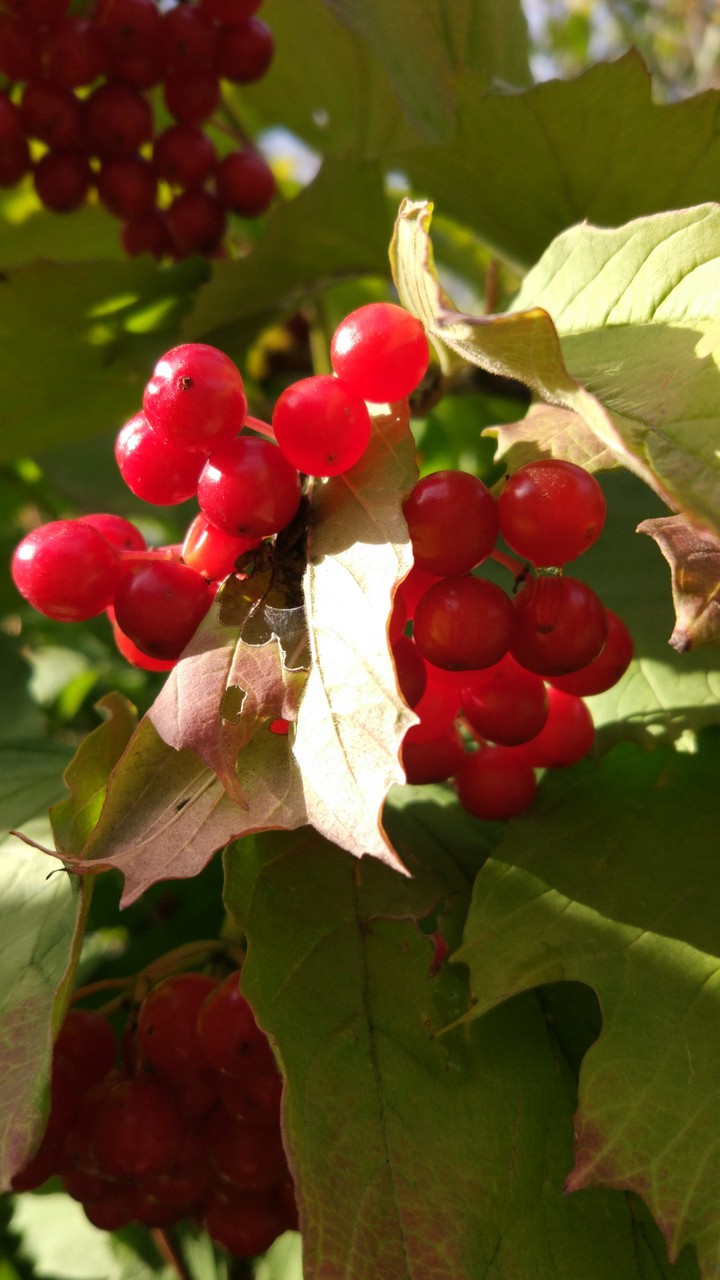 Red viburnum
