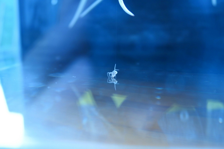 Spider
