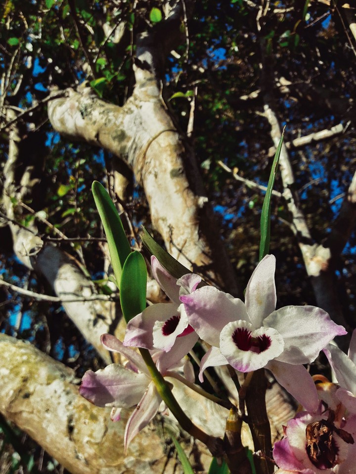 Orquídea