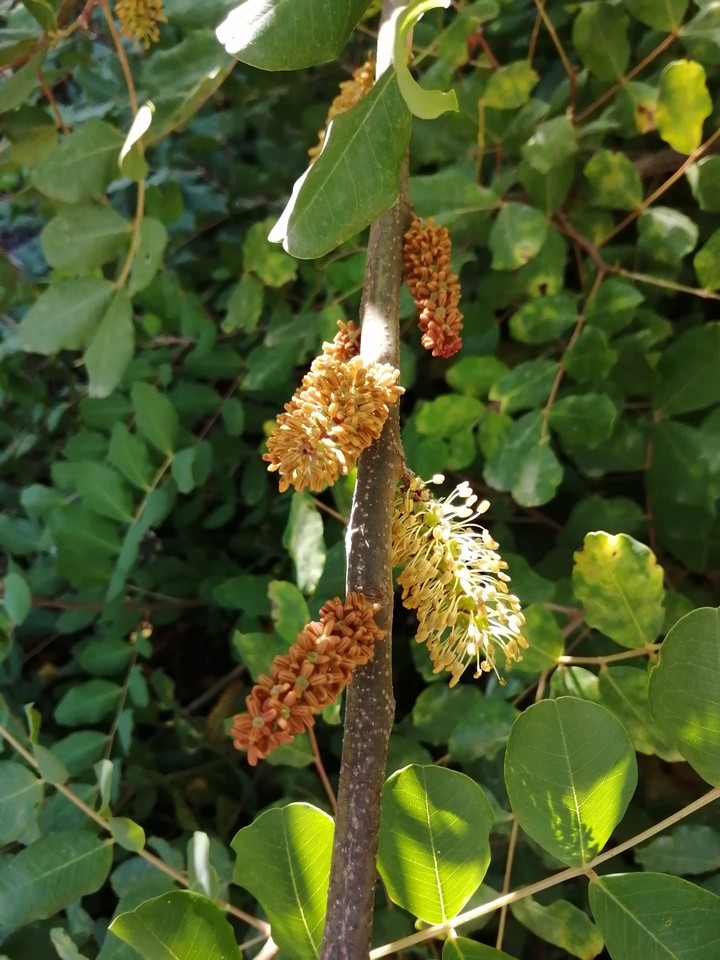 #Algarrobo Flowers