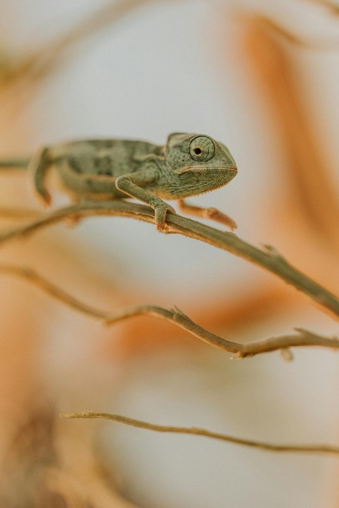 Tail, iguania वॉलपेपर