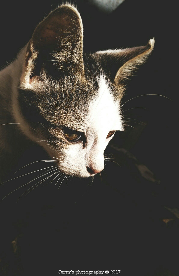 kitten