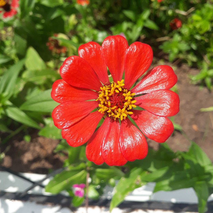Red flower♥️