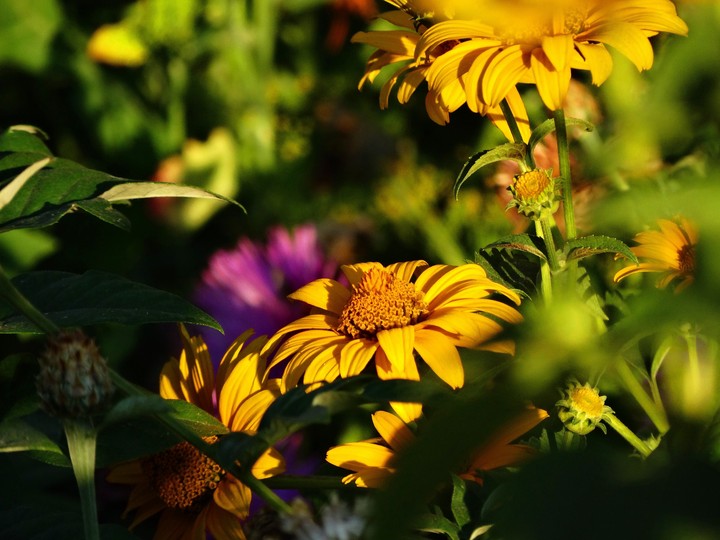 flowers
