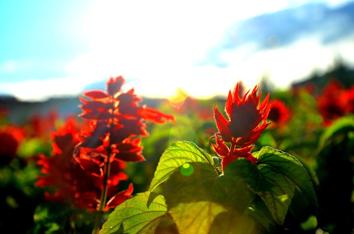 Flowers