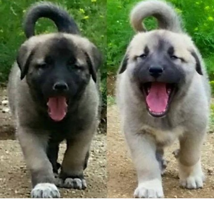 Kangal