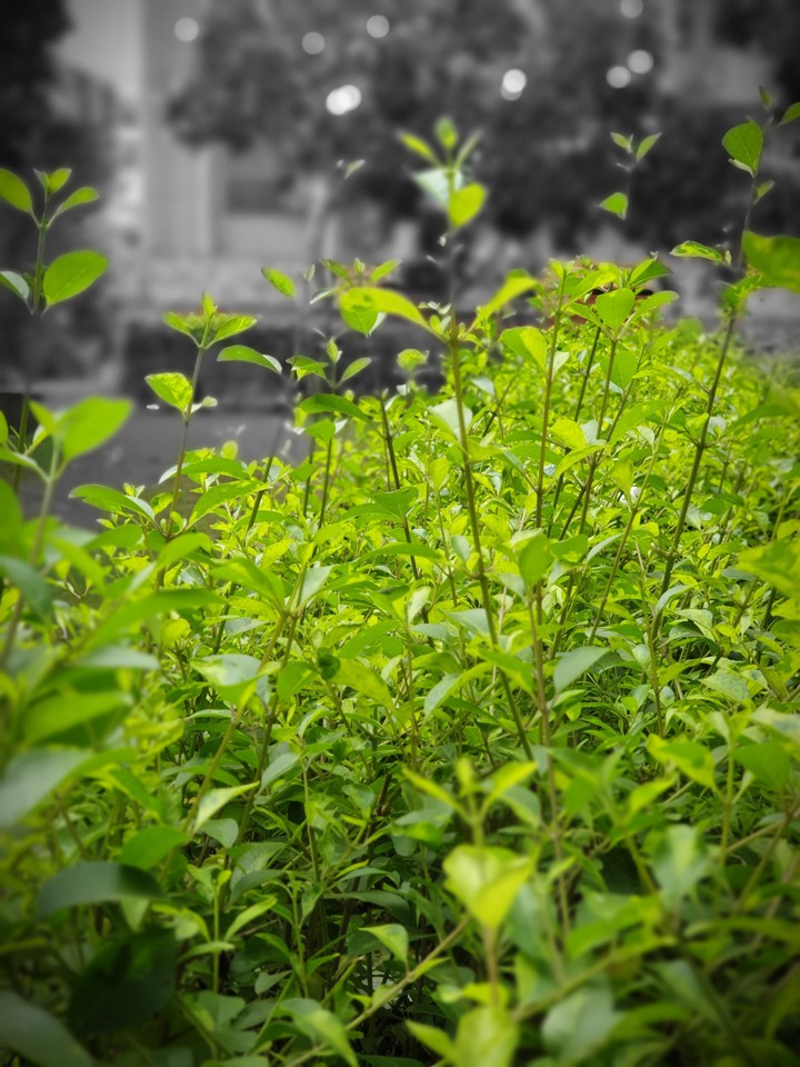greenery blossom