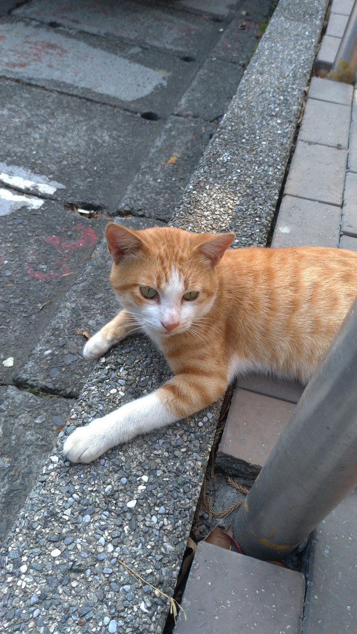 Cute cat