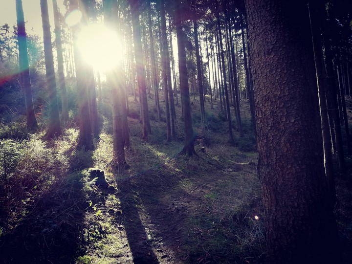 The sun shining through the trees #2