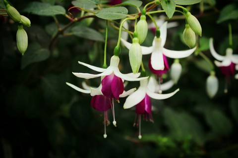 Flowerpower