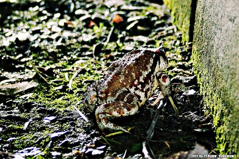 anaxyrus, grass वॉलपेपर