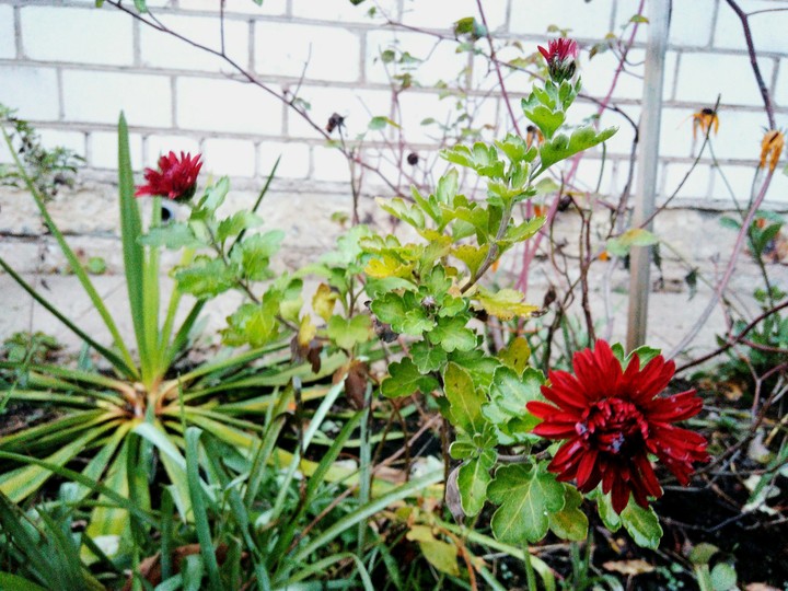 flora