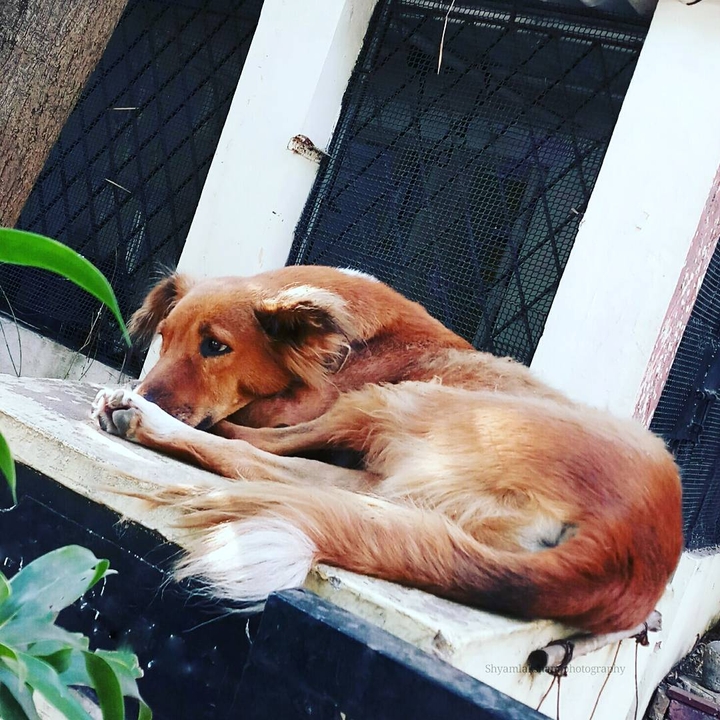 Pet