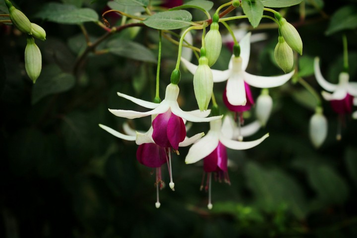 Flowerpower
